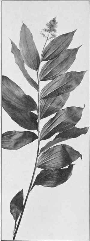 Wild Spikenard, Or False Solomon's Seal (Vagnera racemosa)