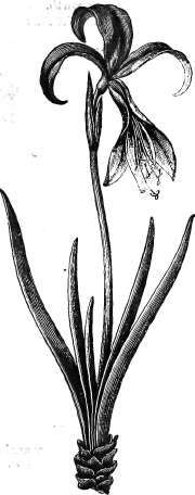 Amaryllis Formosissima