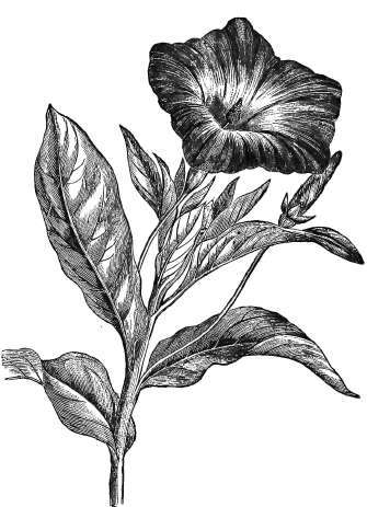 Convolvulus Tricolor