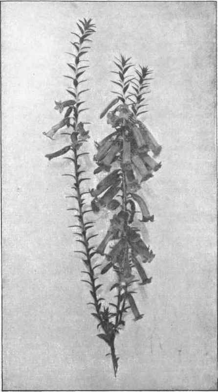 Common Heath. (Epacris Impressa. Lah.)