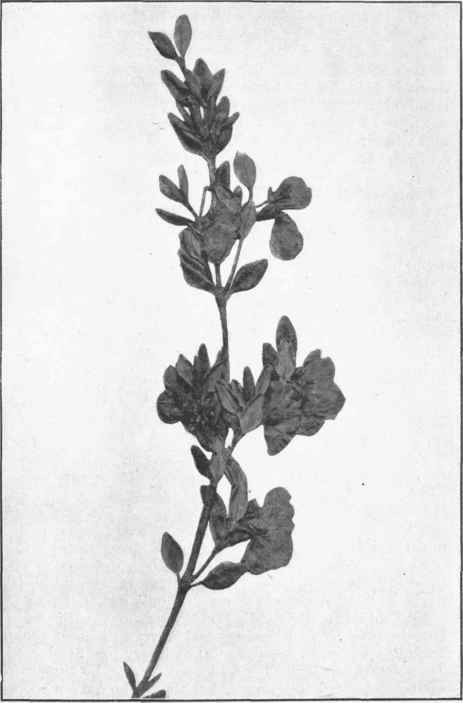 Eucryphia Milligani. Hook. 