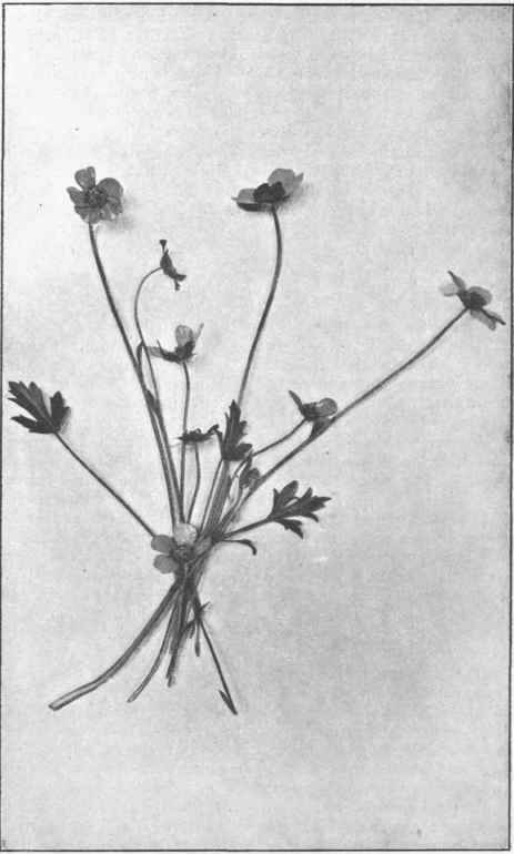 Field Buttercup. (Ranunculus lappaceus, Sm.) 