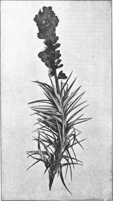 Prickly Richea. (Richea scoparia, J.D.H.)