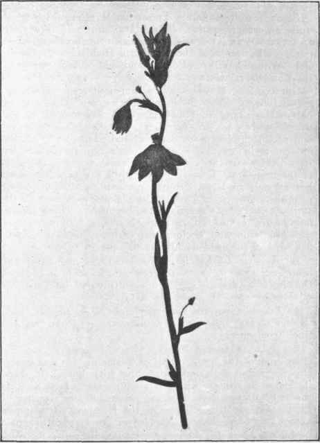 Scoevola Aemula, R Br. 