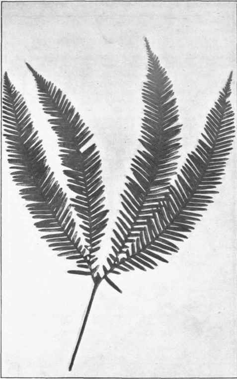 Umbrella Fern. (Gleichenia Flabellata, R. Br.) 