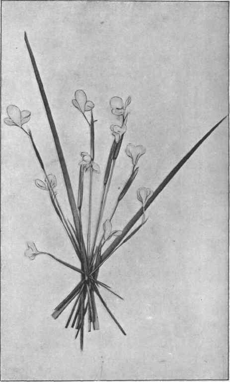 White Flag. (Diplarrhena moroea, Lab.) 