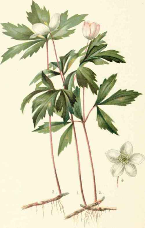 Anemone Nemorosa