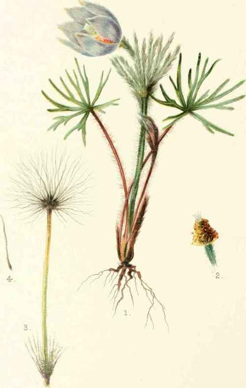 Anemone Patens, Var. Nuttalliana