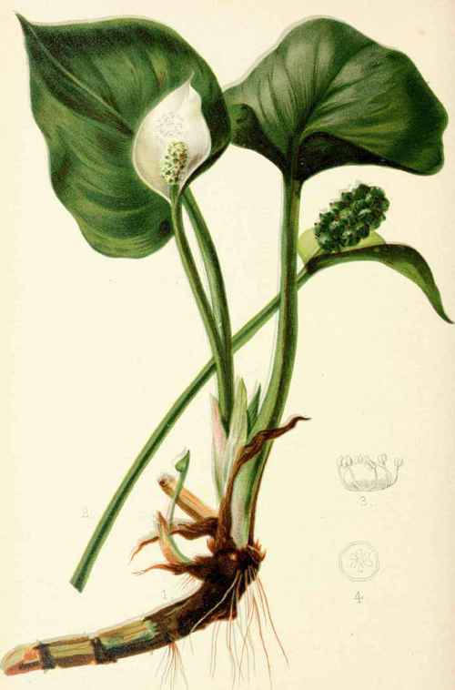 Calla Palustris