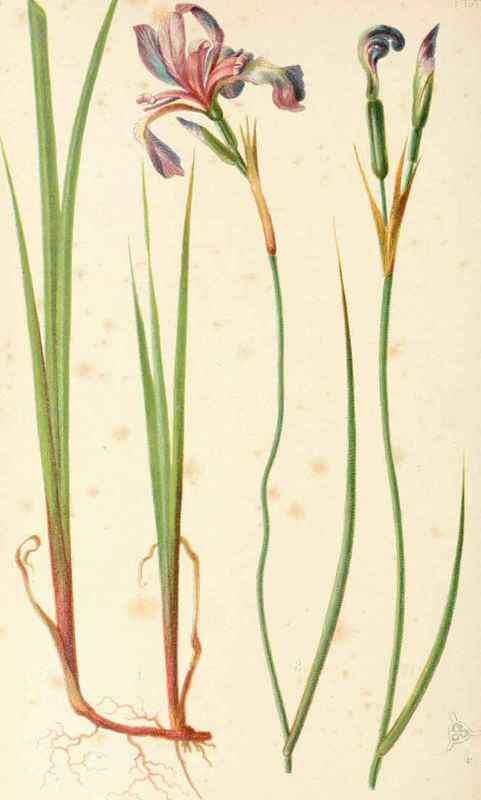 Iris Virginica