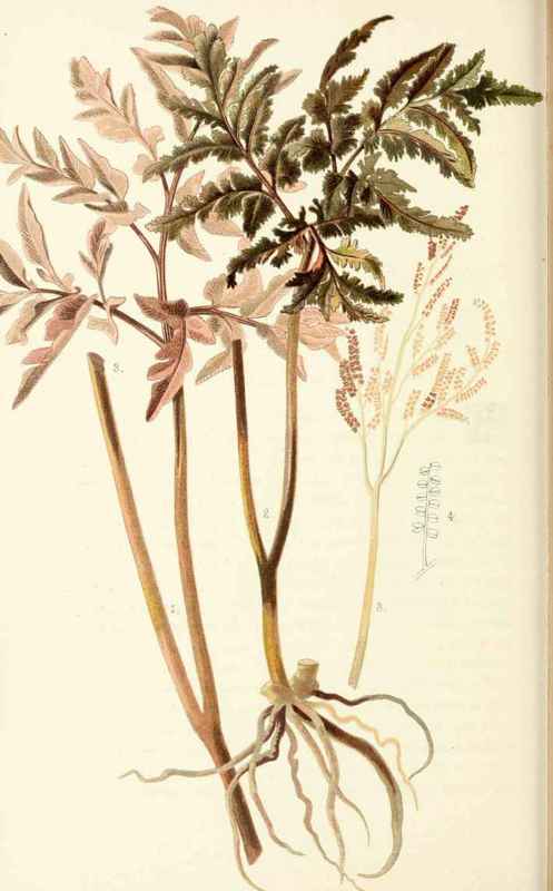 Ternate Grape Fern Botrychium Ternatum Swartz Natu 2008