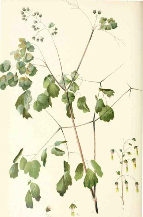 Thalictrum Dioicum