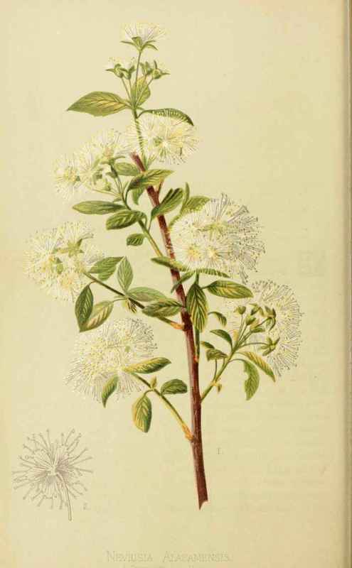 The Neviusia Neviusia Alabamensis Asa Gray Natural 2003
