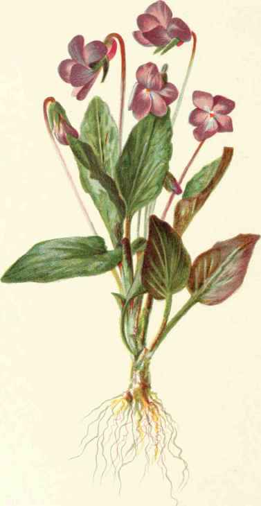 Viola, sagittata.