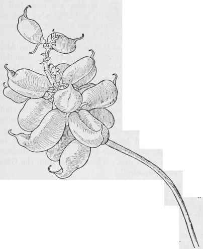 Anothoxys. Pods of Rattle weed  A .pomonensis.