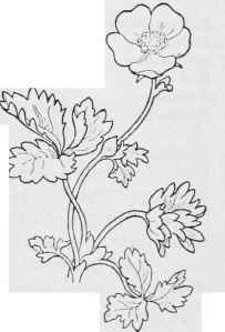 Arctic CinquefoiI P. emarginata