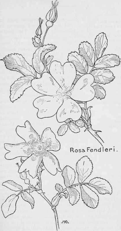 CaliforniaWild Rose  R.Californica