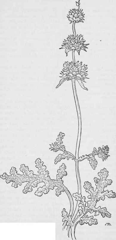 Chia Salvi columbariae