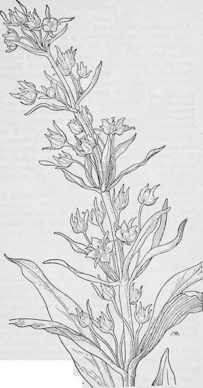 Columbo Frasera. speciosa