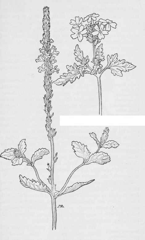 Common Vervain  Verbena prostrata. Wild Verbena V.Arizonica