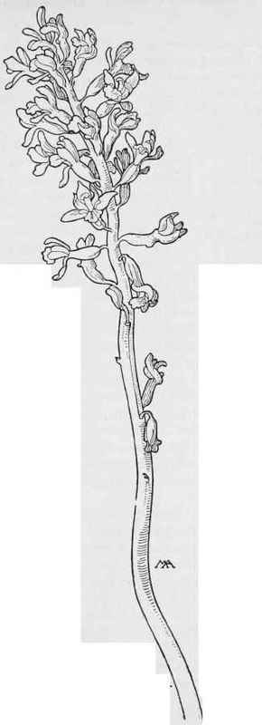 Coral root  Corallorrhiza multiflora.