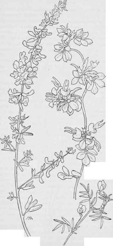 Deer weed  Anisoiotus glaber. Bird foot A.decumbens. A.strigosus