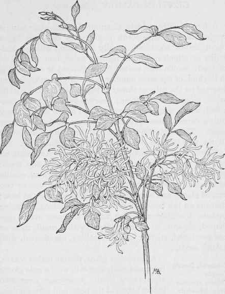 Flowering Ash Fraxinus macropetala