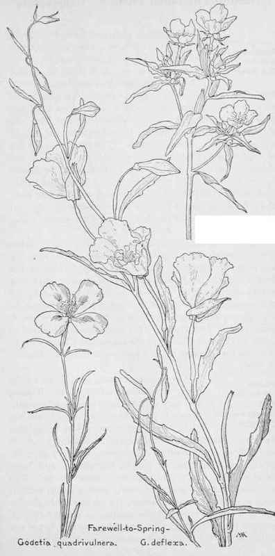 G.Goddardii var. capitata