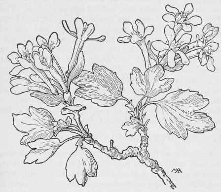 Golden Currant Ribes aureum