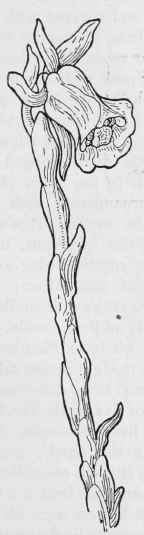 Indian Pipe Monotropa. uniflora