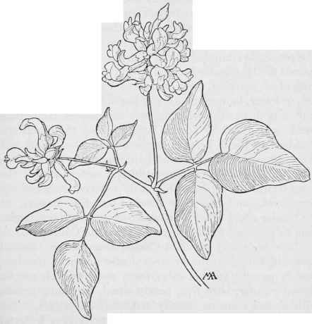 Native California Tea Psoralea physodes