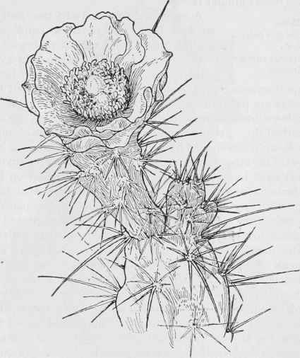 Opuntia acanthocarpa