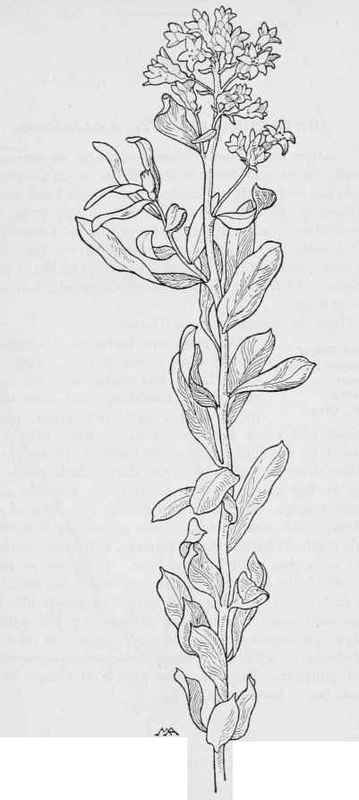 PaleComandra C. pallida