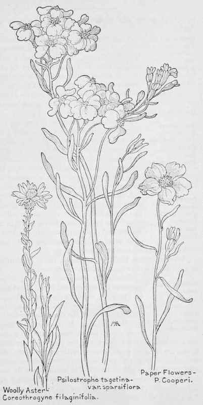 Paper Flowers Psilostrophe Cobperi Yellow Spring S 474