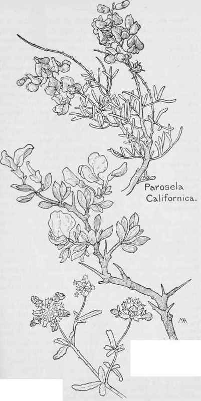 Paroseta Emoryi Chaparral Pea Xylothermia montana