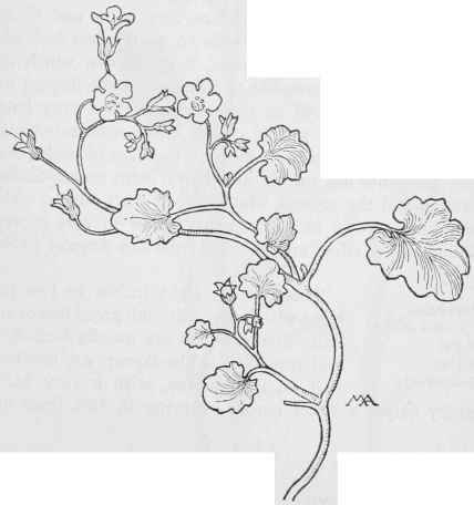 Phacelia glechomaefolia