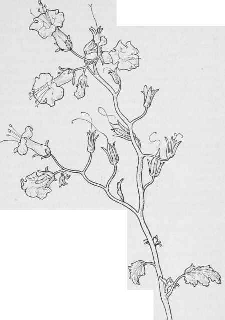 Phacelia viscida var. albiflora.