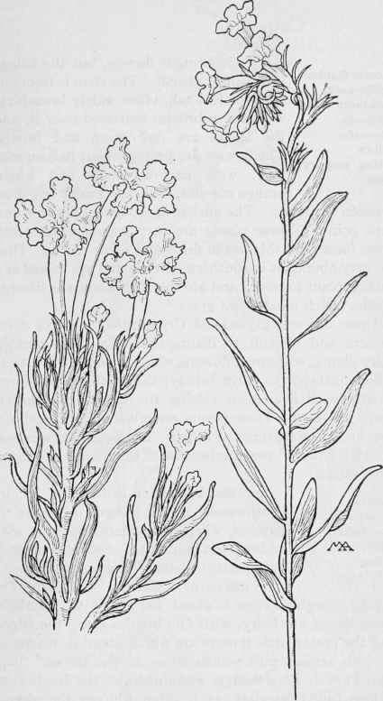 Pretty Puccoon Lithospermum angustifolium. Gromwell  L.multiflorum