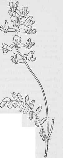 Rattle Weed Loco Weed Astragalus Pomonensis White  238