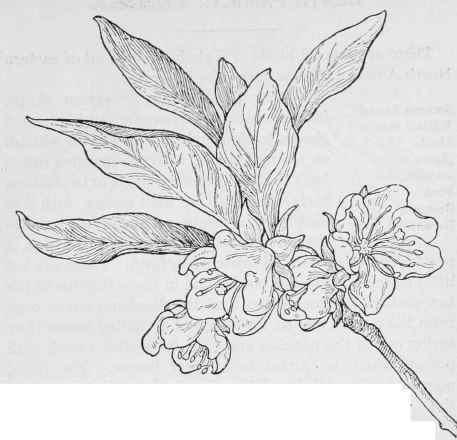 Small Azalea Azaleastrum albiflorum.