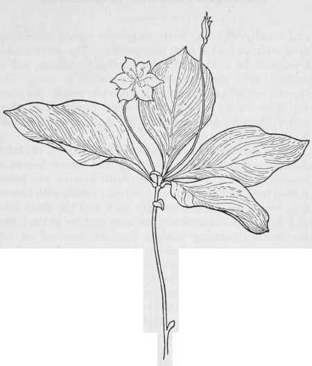 Star flower Trientalis latifolia.