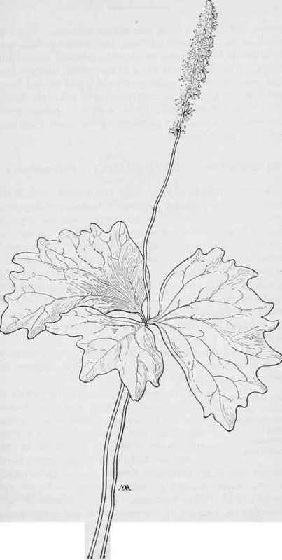 Sweet after  Death  Achlys triphylla