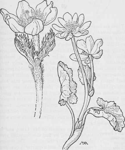 Western Anemone Anemone occidentelis. White Marsh Marigold. Caltha leptosepala