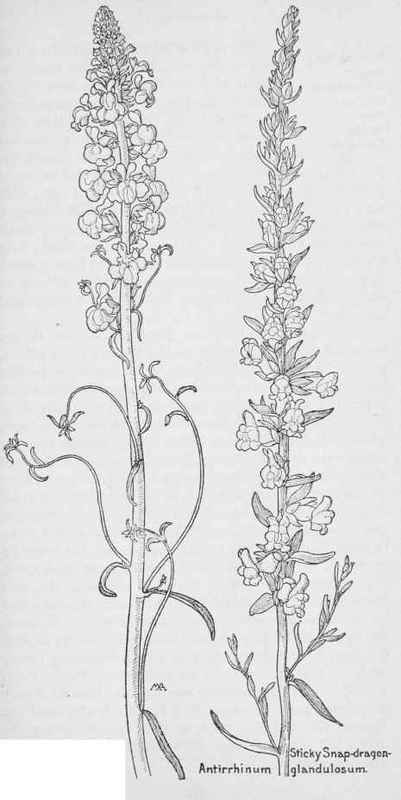 White Snap dragon  A.Coulterianum