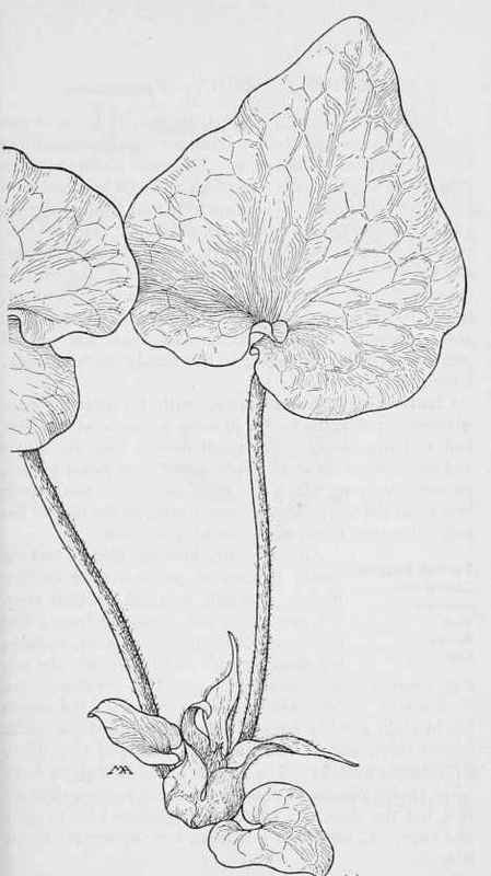 Wild Ginger  Asarum Hartwegi