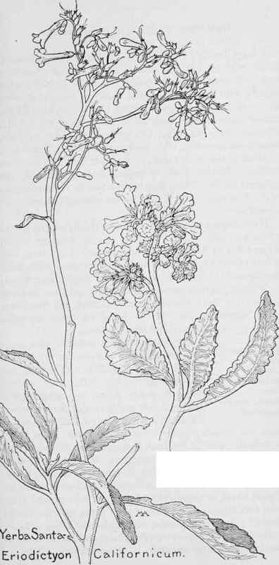 Woolly Verba, Sants. E.tomentosum