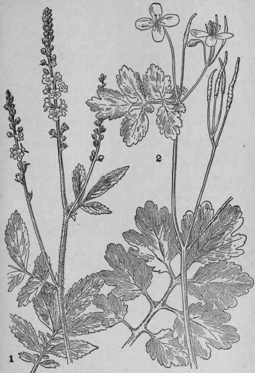 Agrimony.