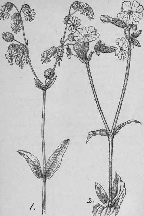 Bladder Campion.