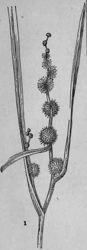 Branching Bur reed.