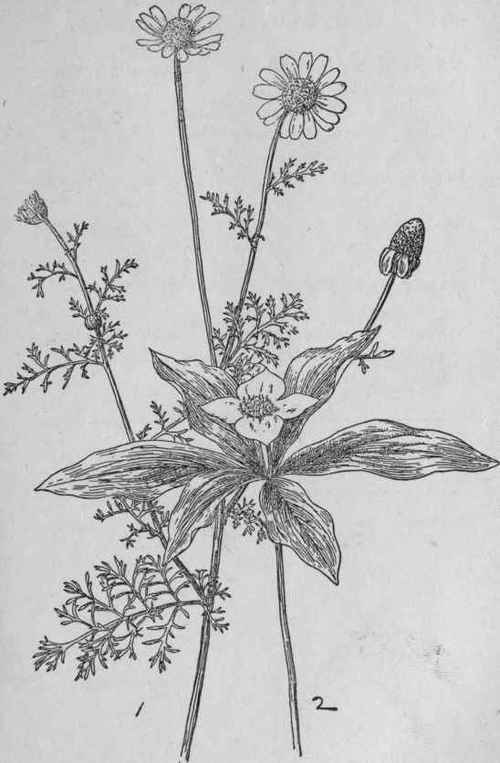 Chamomile.